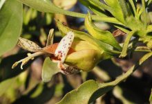 plantes medicinales ancestrales ameliorer traitement cancer