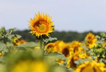 Fleurs d'Ici raises 5.5 million euros to deploy its WeTradeLocal platform in other sectors