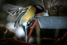 Une mésange charbonnière à Troïtskoie, près de Moscou, le 14 janvier 2018 en Russie (AFP - Yuri KADOBNOV)
