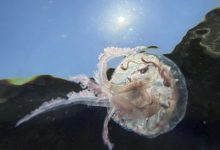 Logo Sciences et Avenir 1000x750