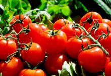 cellules solaires pérovskites lycopène tomates