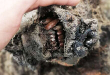 Video. Exceptional discovery of a cave bear in Siberia